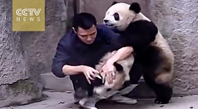 Panda αρνούνται να πάρουν το φάρμακο τους με ξεκαρδιστικό τρόπο [video] - Φωτογραφία 1