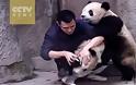 Panda αρνούνται να πάρουν το φάρμακο τους με ξεκαρδιστικό τρόπο [video]