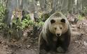 Σε χειμερία νάρκη άρχισαν να πέφτουν οι αρκούδες του «Αρκτούρου» - Φωτογραφία 1