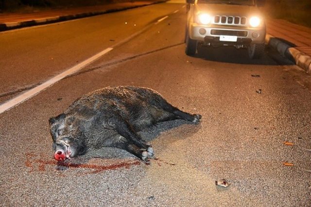 Εθνική Οδό Αθηνών – Λαμίας: Σκοτώθηκε επιχειρηματίας σε τροχαίο με σκοτωμένο αγριογούρουνο που ήταν στο δρόμο! - Φωτογραφία 1