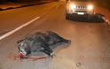 Εθνική Οδό Αθηνών – Λαμίας: Σκοτώθηκε επιχειρηματίας σε τροχαίο με σκοτωμένο αγριογούρουνο που ήταν στο δρόμο!