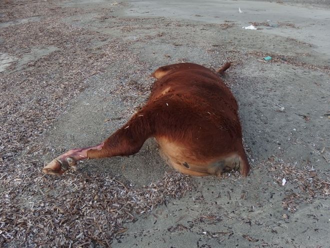 Η θάλασσα ξέβρασε αγελάδες και ταύρους σε παραλίες των Κυκλάδων - Φωτογραφία 5