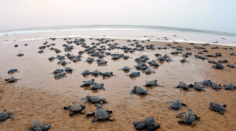 Το 99% των χελωνών γεννιούνται θηλυκά εξαιτίας της κλιματικής αλλαγής - Φωτογραφία 1