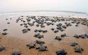 Το 99% των χελωνών γεννιούνται θηλυκά εξαιτίας της κλιματικής αλλαγής
