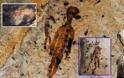 Βραχογραφίες 10.000 ετών «δείχνουν» εξωγήινους και ιπτάμενους δίσκους [Βίντεο]