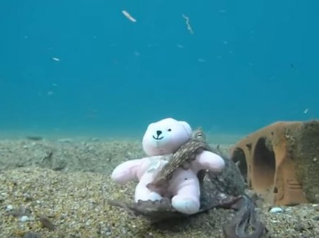 Όταν ένα χταπόδι ερωτεύτηκε ένα αρκουδάκι... [video] - Φωτογραφία 1