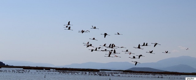 Καταμετρήσεις υδρόβιων πουλιών στον Αμβρακικό - Φωτογραφία 1