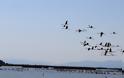 Καταμετρήσεις υδρόβιων πουλιών στον Αμβρακικό