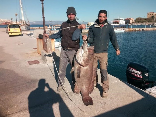 Η ψαριά της χρονιάς - Έβγαλαν σφυρίδα 63 κιλών! - ΦΩΤΟ ΚΑΙ ΒΙΝΤΕΟ - Φωτογραφία 1