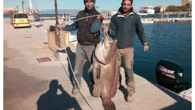 Η ψαριά της χρονιάς - Έβγαλαν σφυρίδα 63 κιλών! - ΦΩΤΟ ΚΑΙ ΒΙΝΤΕΟ - Φωτογραφία 2