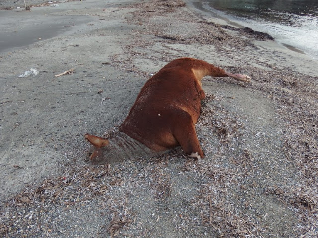 Αγελάδες και ταύροι ξεβράζονται σε νησιά των Κυκλάδων - Φωτογραφία 1