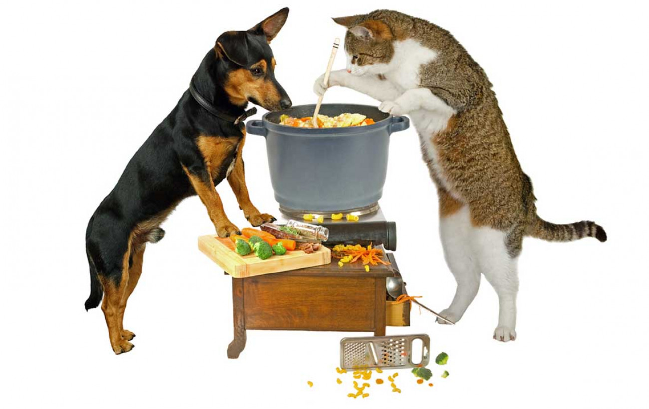 Ειδικοί προειδοποιούν: Μην δίνετε ωμό κρέας στις γάτες και τους σκύλους σας - Φωτογραφία 1