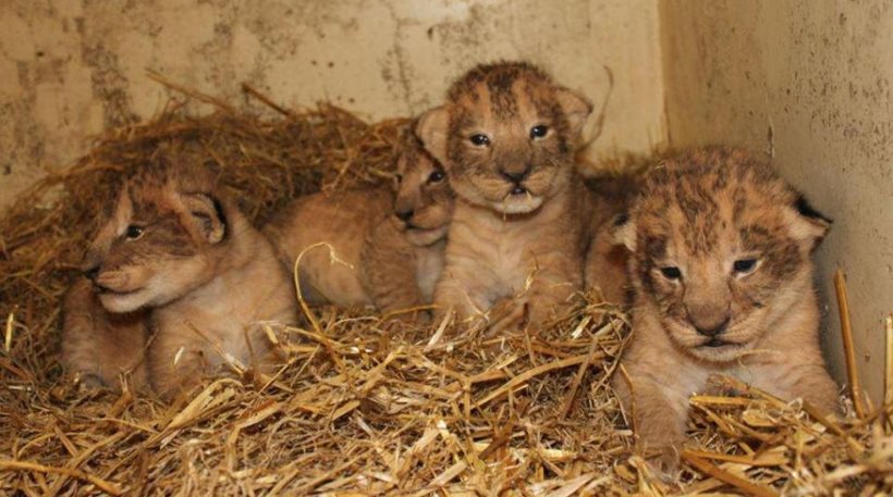 Σουηδία: Θανάτωσαν 9 υγιέστατα λιονταράκια γιατί θα... μεγάλωναν πολύ! - Φωτογραφία 1