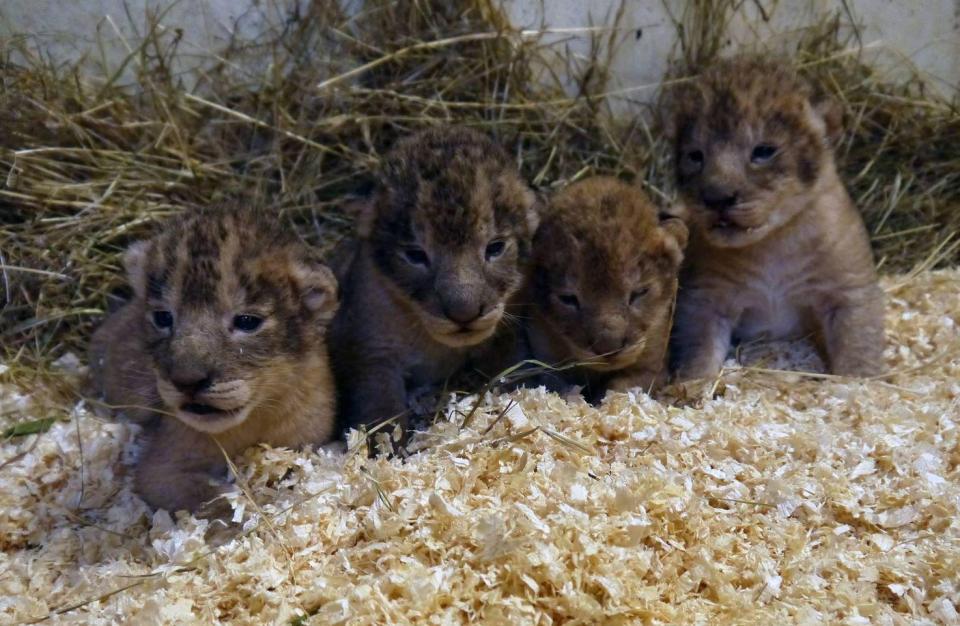 Σουηδία: Θανάτωσαν 9 υγιέστατα λιονταράκια γιατί θα... μεγάλωναν πολύ! - Φωτογραφία 2