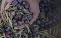 Κρήτη: Άγνωστοι μαζεύουν τις ελιές των παραγωγών και κλέβουν τη σοδειά τους