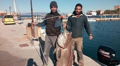 Έδωσαν μάχη: 63 κιλά ψάρι έπιασαν στη Σύρο! [video] - Φωτογραφία 1