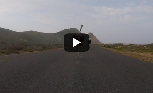Θυμωμένη στρουθοκάμηλος τρέχει με όλη της τη δύναμη πίσω από δύο ποδηλάτες[video] - Φωτογραφία 1
