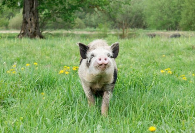 Θαρραλέο γουρούνι σώζει φίλο του λίγο πριν τη σφαγή [video] - Φωτογραφία 1
