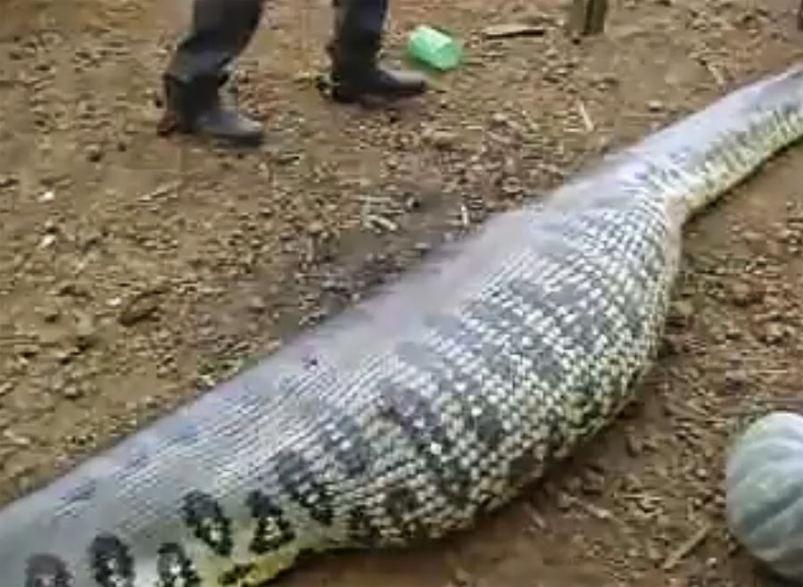 Απίστευτο: Δείτε τι θα βγει μέσα απο αυτό το τεράστιο φίδι... [video] - Φωτογραφία 1