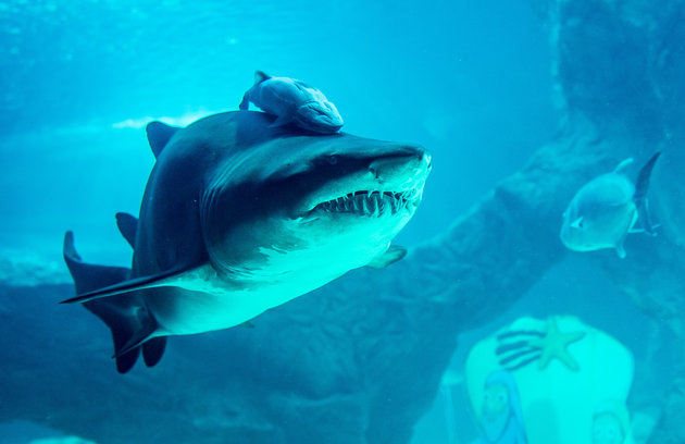 Γιατί είναι ασφαλέστερο το κολύμπι με καρχαρίες και όχι κροκόδειλους - Φωτογραφία 1