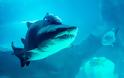 Γιατί είναι ασφαλέστερο το κολύμπι με καρχαρίες και όχι κροκόδειλους - Φωτογραφία 1