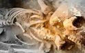 Ερευνητές ανακάλυψαν ένα άγνωστο είδος που εκτρέφονταν με αρχαίους ανθρώπους