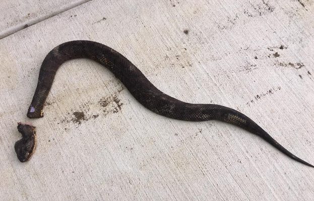 Αποκεφάλισε ένα δηλητηριώδες φίδι που βρήκε στην αυλή της - Δευτερόλεπτα αργότερα, συνέβη ο,τι πιο σοκαριστικό - Φωτογραφία 1