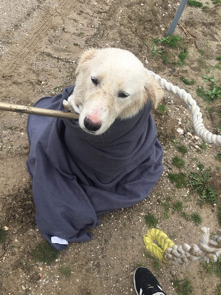 Σκυλάκι απεγλωβίστηκε απο την Π.Υ στο κανάλι του Μόρνου κοντά στις Ερυθρές - Φωτογραφία 3