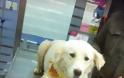 Σκυλάκι απεγλωβίστηκε απο την Π.Υ στο κανάλι του Μόρνου κοντά στις Ερυθρές - Φωτογραφία 4