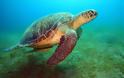 Μαδαγασκάρη: Οκτώ παιδιά πέθαναν αφότου έφαγαν κρέας θαλάσσιας χελώνας