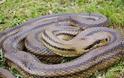 Ποιο είναι το μεγαλύτερο φίδι στην Ελλάδα; [photo]