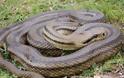 Ποιο είναι το μεγαλύτερο φίδι στην Ελλάδα; [photo] - Φωτογραφία 3
