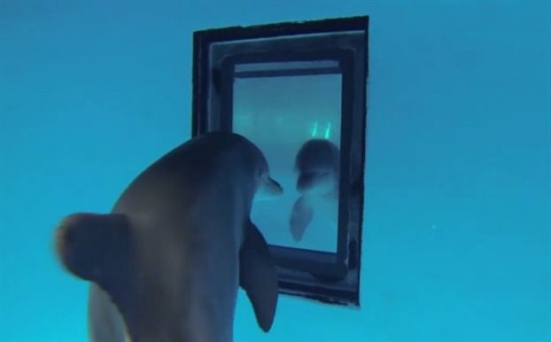 Τα δελφίνια αναγνωρίζουν τους εαυτούς τους στον καθρέφτη πριν τα παιδιά. - Φωτογραφία 1
