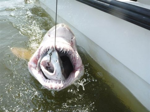 Διαδοχικές επιθέσεις καρχαρία mako- To είδος που εξόντωσε το πλήρωμα του Indianapolis το ’45 [video] - Φωτογραφία 1