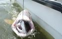 Διαδοχικές επιθέσεις καρχαρία mako- To είδος που εξόντωσε το πλήρωμα του Indianapolis το ’45 [video]