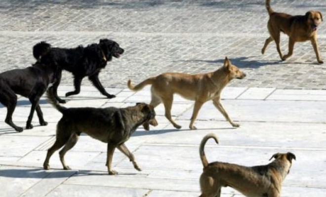 Τρόμος στο κέντρο των Χανίων - Αγέλη από αδέσποτα σκυλιά επιτέθηκαν σε πάνω από 20 άτομα - Φωτογραφία 1