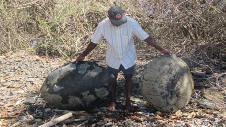 Μαδαγασκάρη: Οκτώ παιδιά δηλητηριάστηκαν από κρέας χελώνας - Φωτογραφία 1