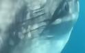 ΒΙΝΤΕΟ.Σπάνιο γιγάντιο ψάρι που ζει στον Ατλαντικό εμφανίστηκε στη Ζάκυνθο