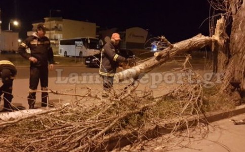 Έριξαν δέντρα και πινακίδες οι αέρηδες στη Λαμία [photo] - Φωτογραφία 1