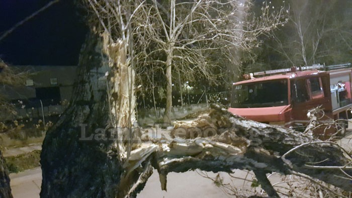 Έριξαν δέντρα και πινακίδες οι αέρηδες στη Λαμία [photo] - Φωτογραφία 2