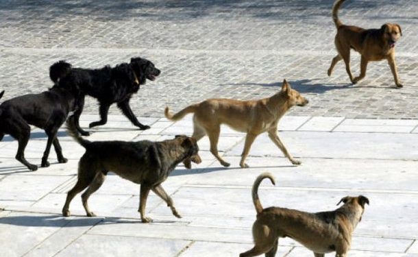 Τρόμος στα Χανιά: Αγέλη αδέσποτων σκυλιών επιτέθηκε σε περισσότερα από 20 άτομα [Εικόνες] - Φωτογραφία 1