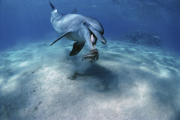 Χταπόδι έπνιξε δελφίνι που το έτρωγε. Γιατί ο περίεργος θάνατος απασχολεί τους επιστήμονες - Φωτογραφία 1