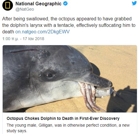 Χταπόδι έπνιξε δελφίνι που το έτρωγε. Γιατί ο περίεργος θάνατος απασχολεί τους επιστήμονες - Φωτογραφία 2