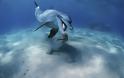 Χταπόδι έπνιξε δελφίνι που το έτρωγε. Γιατί ο περίεργος θάνατος απασχολεί τους επιστήμονες