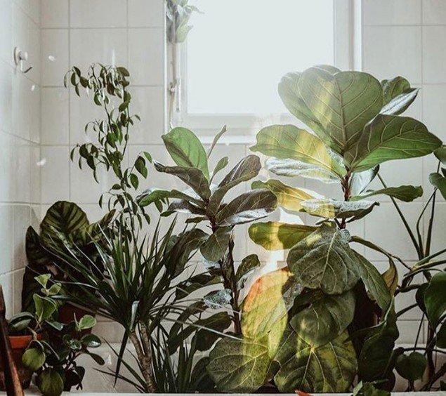 Εσύ ακόμα να βάλεις φυτό στο μπάνιο σου; - Φωτογραφία 2