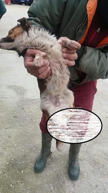 Νέο περιστατικό κακοποίησης ζώου σε χωριό της Αχαΐας - Κουτάβι βρέθηκε μέσα σε δεμένο σάκο, με λιωμένα πόδια - Φωτογραφία 3