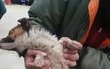 Νέο περιστατικό κακοποίησης ζώου σε χωριό της Αχαΐας - Κουτάβι βρέθηκε μέσα σε δεμένο σάκο, με λιωμένα πόδια - Φωτογραφία 3