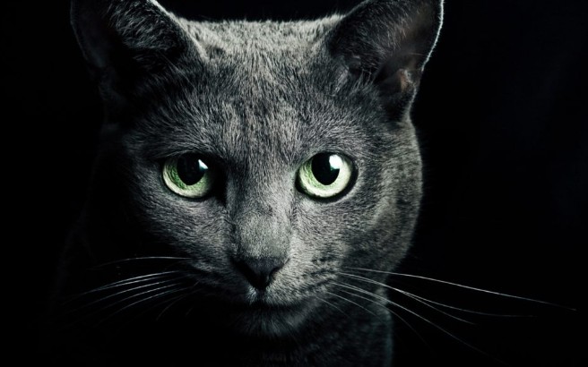 Γάτα: Προστατεύει εσάς και το σπίτι σας από φαντάσματα και αρνητικά πνεύματα! - Φωτογραφία 1