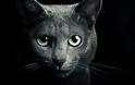 Γάτα: Προστατεύει εσάς και το σπίτι σας από φαντάσματα και αρνητικά πνεύματα!