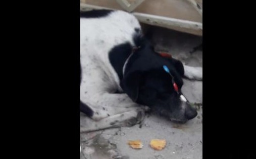 Κτηνωδία στον Πειραιά: Έδεσαν σφιχτά με νάιλον το λαιμό σκύλου και του έβαλαν πλαστικά νύχια στη μουσούδα [video] - Φωτογραφία 1